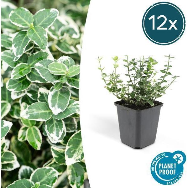 Euonymus Fortunei 'Emerald 'N Gaiety' - 12 Piante - ↕10-25Cm - Ø9Cm - Foglie Argentate - Copertura Del Terreno, Siepe & Esemplare - Facile Da Curare-image