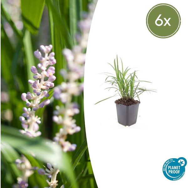 Liriope Muscari 'Moneymaker' - ↕10-25Cm - Ø9Cm - 6 Piante - Sempreverde, Copertura Del Suolo, Fiori Viola, Facile Da Curare-image