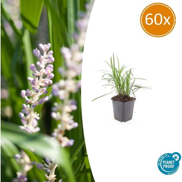 Uva Campanula Liriope Muscari 'Moneymaker' - ↕10-25Cm - Ø9Cm - 60 Piante - Sempreverde E Resistente - Coprisuolo E Bordura-image