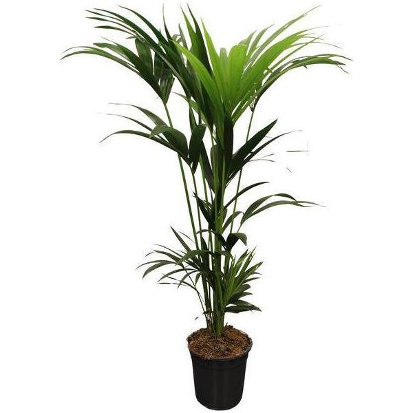 Howea Forsteriana Kentia - Kentia Di Forster - Pianta Da Appartamento - Ø21Cm - Altezza Circa 120Cm - Pianta Verde Tropicale Di Facile Manutenzione - Per Il Soggiorno E L'ufficio-image