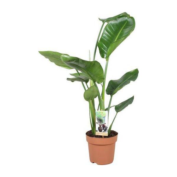 Strelitzia Arborea - Strelitzia Nicolai - Fiore Gigante Bianco Dell'uccello Del Paradiso - Pianta Tropicale Da Appartamento - Facile Da Curare E Decorativa - Ø17Cm - Altezza Circa 60Cm-image
