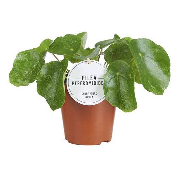 Pianta Ufo - Pilea Sugar - Pianta D'appartamento - Ø13Cm - Altezza Circa 20Cm - Pianta Verde Di Tendenza E Di Facile Manutenzione-image