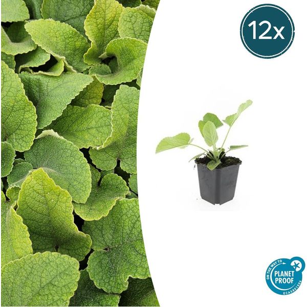 Russel Burnet Phlomis Russeliana - ↕10-25Cm - Ø9Cm - 12 Piante - Resistente E Facile Da Curare - Perenne Per Api E Farfalle-image