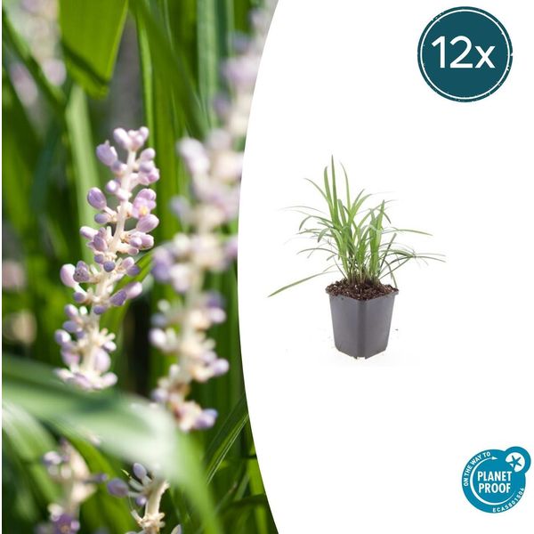 Liriope Muscari 'Monroe White' - ↕10-25Cm - Ø9Cm - 12 Piante - Tappezzante Sempreverde Per Aiuole E Giardini Rocciosi-image