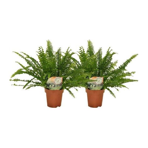 Felce Riccia Nephrolepis - 2 Piante - Altezza Circa 30 Cm - Ø 12 Cm - Piante D'appartamento Con Foglie Piumose - Felci Facili Da Curare Per Il Soggiorno E L'ufficio - Piante Verdi Che Purificano L'aria-image