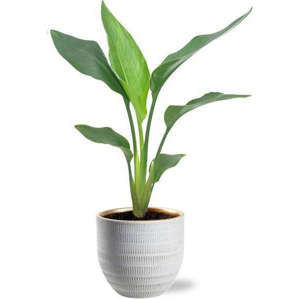 Strelitzia Reginea - Fiore Dell'uccello Del Paradiso - Pianta D'appartamento Ø12Cm ↕40Cm - Con Vaso Beau Bianco Ø14X13Cm - Esotica E Facile Da Curare - Tropicale E Decorativa-image