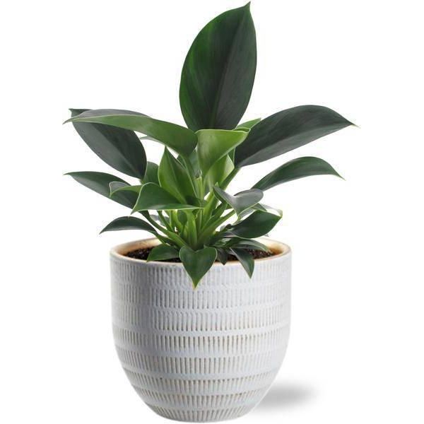 Philodendron Green Princess - Albero Amico - Pianta D'appartamento Ø12Cm ↕25Cm - Facile Da Curare - Incluso Vaso Beau Bianco Ø14X13Cm-image