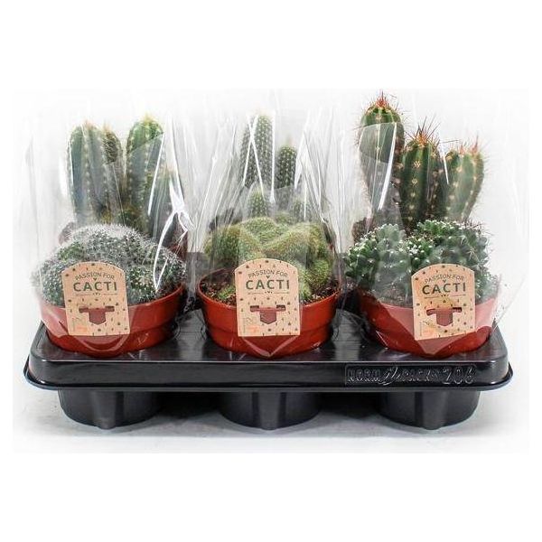 Mix Di Cactus - 6 Cactus - Piante D'appartamento - Ø12Cm - Altezza Circa 20Cm - Selezione Colorata Di Cactus Dalle Forme Diverse - Facili Da Curare E Soleggiati-image