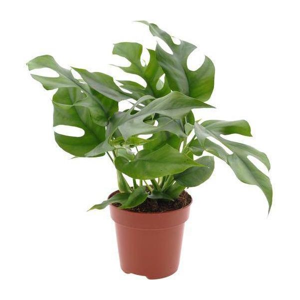 Foglia Di Finestra - Monstera Minima - Pianta D'appartamento - Ø12Cm - Altezza Circa 25Cm - Pianta Rampicante Tropicale Con Foglie Divise - Pianta Verde Di Facile Cura Per Soggiorni, Uffici E Interni-image