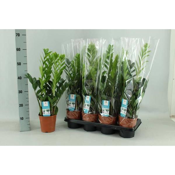 Zamioculcas Piuma Fortunata - Ø14Cm - 65Cm Di Altezza - Pianta D'appartamento Di Facile Manutenzione - Robusta E Purificatrice D'aria-image