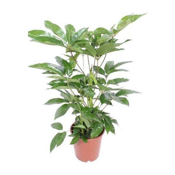 Ombrello Schefflera Actinophylla Amate - Pianta D'appartamento Ø24Cm ↕100Cm - Pianta Verde Di Facile Manutenzione Che Purifica L'aria Per Il Soggiorno E L'ufficio-image