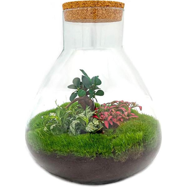 Terrario Da Giardino In Bottiglia Sam Xl Bonsai - Kit Fai Da Te - 35 Cm Di Altezza - Ø30 Cm - Mini Ecosistema Autocostruito Con Bonsai Di Ficus Ginseng E Fittonia - Set Completo Per Principianti E Amanti Della Natura-image
