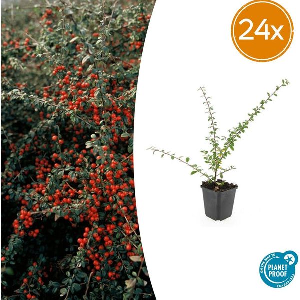 Cotoneaster Suecicus 'Coral Beauty' - Resistente E Sempreverde - 24 Piante - ↕10-25Cm - Ø9Cm - Copertura Del Suolo Con Fiori Bianchi E Bacche Arancioni - Facile Da Curare-image