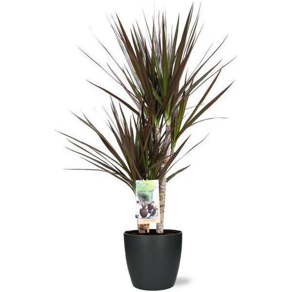 Dracaena Magenta - Albero Del Drago - Pianta D'appartamento - Ø17 Cm - 80 Cm Di Altezza - Incluso Vaso Bruxelles Antracite Ø18X17 Cm - Facile Da Curare, Decorativo-image