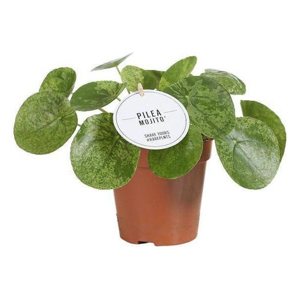 GlüCkstaler - Pilea Mojito - Pianta Da Appartamento - Ø13Cm - Altezza Circa 20Cm - Varietà Rara Con Foglie Maculate - Facile Da Curare E Decorativa-image