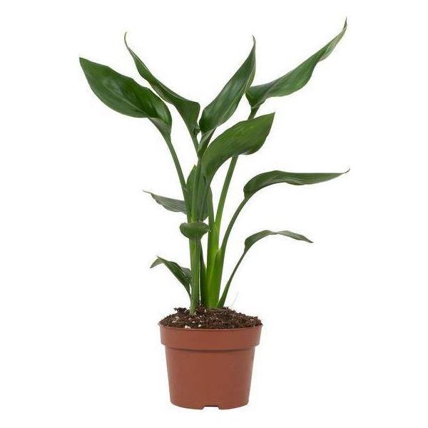 Strelitzia Reginae - Uccello Del Paradiso - Pianta Da Appartamento ↕35Cm - Ø12Cm - Pianta Fiorita Esotica Con Fiori Arancioni E Blu - Pianta Decorativa Tropicale Per Soggiorno E Ufficio-image