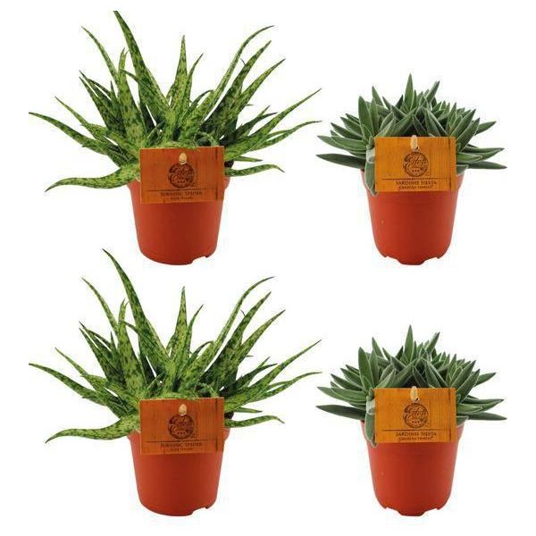 Aloe Spider + Crassula Tenelli - 4 Piante D'appartamento In Un Set - Ø10,5Cm - ↕10Cm - Succulente Di Facile Manutenzione - Decorative E Robuste - Per Davanzale, Soggiorno E Ufficio-image