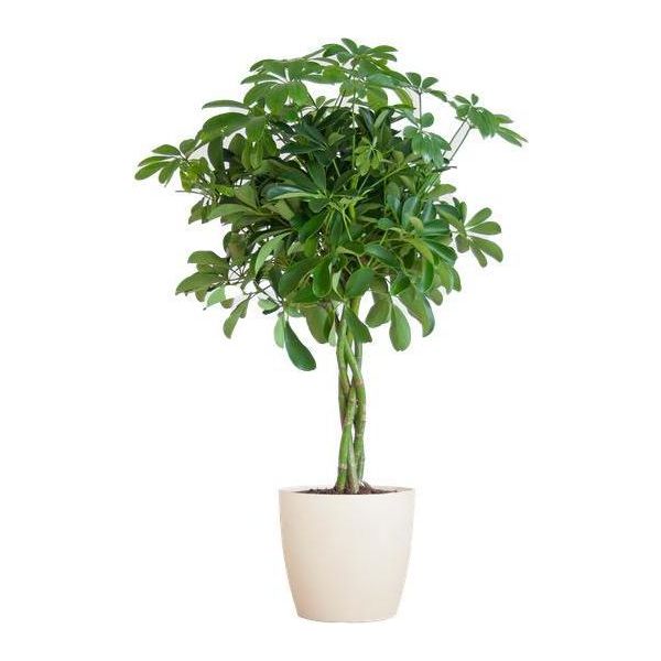 Schefflera Arboricola Nora - Fico Della Betulla - Pianta D'appartamento + Vaso Viber White - ↕70Cm - Ø21Cm - Foglie A Forma Di Mano - Facile Da Curare E Decorare-image