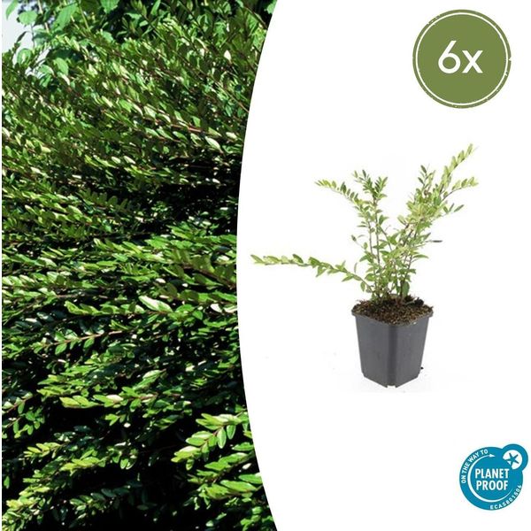 Caprifoglio Strisciante Sempreverde Lonicera Pileata - ↕10-25Cm - Ø9Cm - 6 Piante - Copertura Del Terreno E Siepe Bassa - Facile Da Curare E Resistente - Adatto Alle Api-image