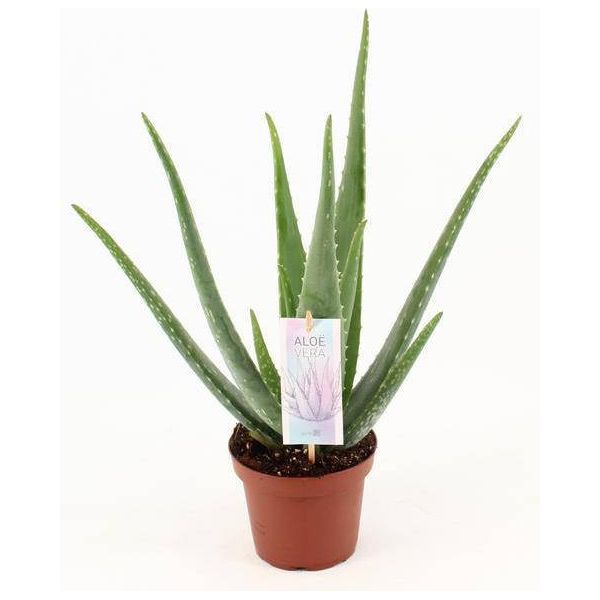 Aloe Vera - Aloe Vera - Pianta Da Appartamento 45Cm - Ø14Cm - Pianta Officinale Succulenta Con Foglie Carnose - Pianta In Vaso Di Facile Manutenzione Per Soggiorno, Balcone E Terrazzo-image