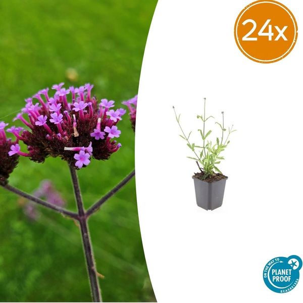 Verbena Bonariensis 'Lollipop' - 24 Piante - ↕10-25Cm - Ø9Cm - Verbena Da Giardino Compatta Con Fiori Viola Brillante - Amante Delle Api E Delle Farfalle-image