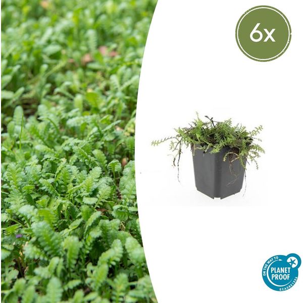 Cuscino Pennato Leptinella Squalida - ↕10-25Cm - Ø9Cm - 6 Piante - Coprisuolo Sempreverde, Foglie Simili A Felci, Adatto All'ombra, Facile Da Curare-image