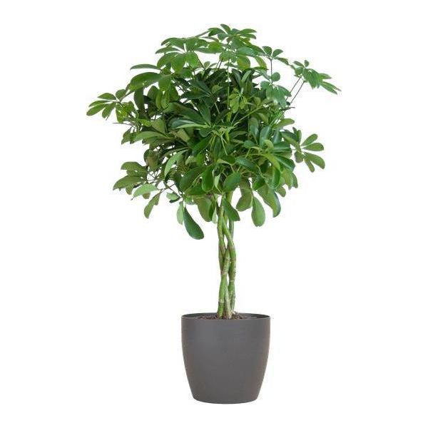 Schefflera Arb Nora - Ray Aralia - Pianta Da Appartamento + Vaso Viber Grey - ↕70Cm - Ø21Cm - Pianta Rampicante Con Foglie A Mano Accattivanti - Facile Da Curare E Decorativa Per Gli Interni-image