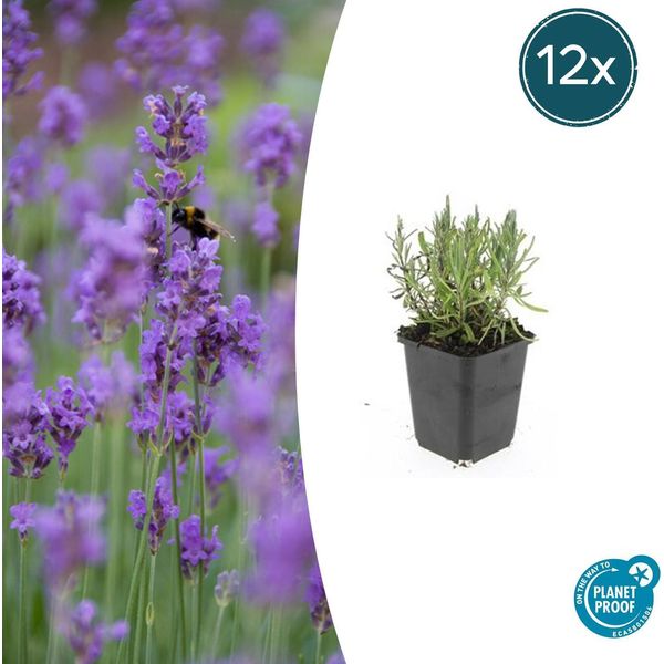 Lavanda Lavandula Angustifolia 'Munstead' - ↕10-25Cm - Ø9Cm - 12 Piante - Profumo Mediterraneo, Fiori Viola Intenso, Amante Delle Api, Resistente, Di Facile Manutenzione-image