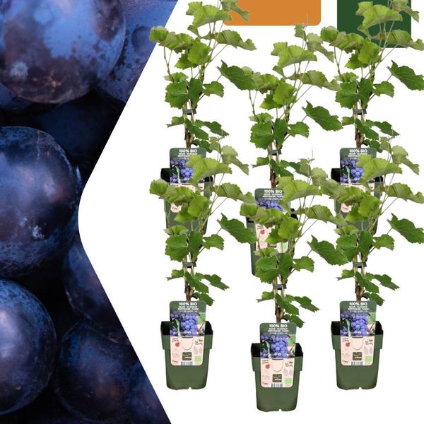 Uva Biologica - Vitis Vinifera - Ø13 Cm - ↨20 Cm - 6 Piante - Piante Di Uva Biologica Per Giardino, Balcone E Terrazzo - Autoproduzione, Resistente Al Gelo-image