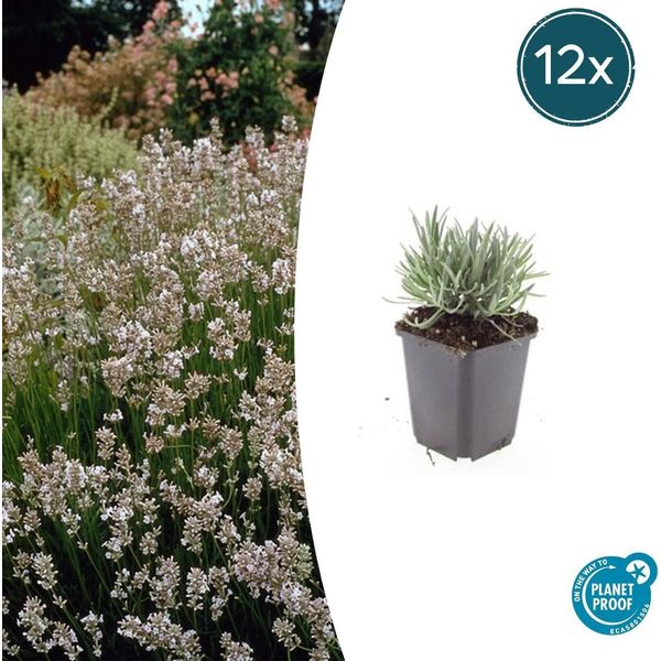 Lavanda Lavandula Int. 'Edelweiss' - ↕10-25Cm - Ø9Cm - 12 Piante - Fiori Bianchi, Resistente E Amica Delle Api-image