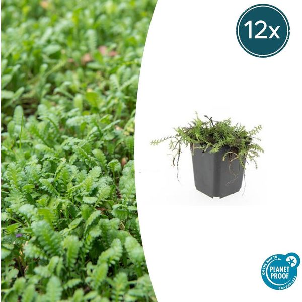 Cuscino Pennato Leptinella Squalida - ↕10-25Cm - Ø9Cm - 12 Piante - Coprisuolo Sempreverde, Foglie Simili A Felci, Adatto All'ombra, Facile Da Curare-image