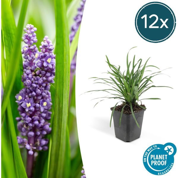 Liriope Muscari 'Big Blue' - ↕10-25Cm - Ø9Cm - 12 Piante - Sempreverde, Fiori Viola, Coprisuolo, Facile Da Curare, Ombra Parziale-image
