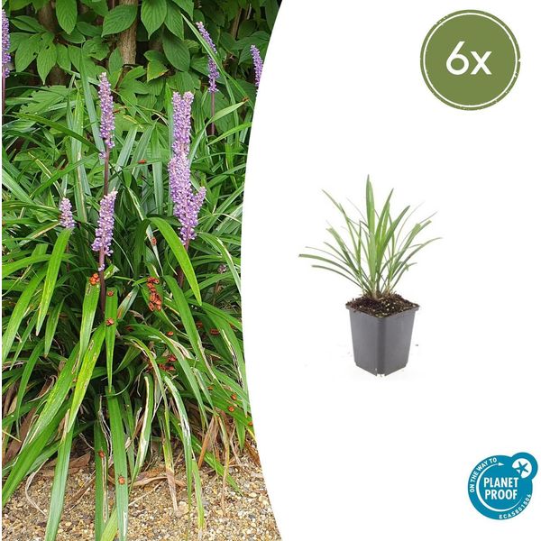 Liriope Muscari 'Ingwersen' - ↕10-25Cm - Ø9Cm - 6 Piante - Copertura Del Terreno, Sempreverde, Fiori Viola, Resistente, Di Facile Manutenzione-image