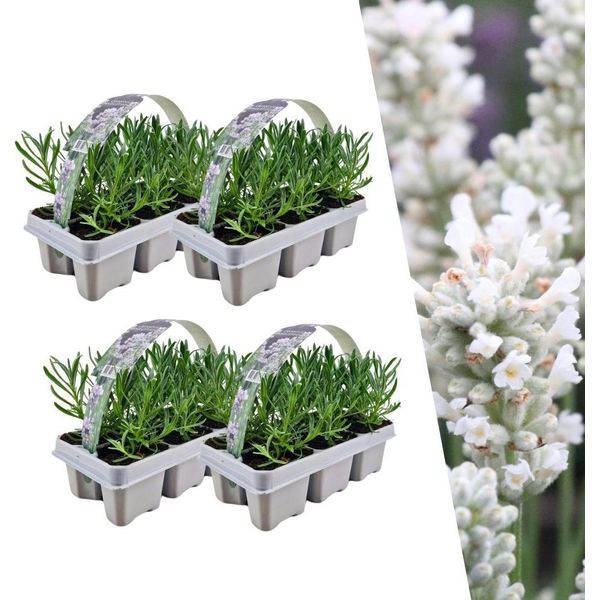 Vera Lavanda Angustifolia Bianca - 24 Piante - Ø7Cm - Altezza Circa 15Cm - Lavanda Perenne A Fiore Bianco - Profumata, Resistente E Facile Da Curare-image