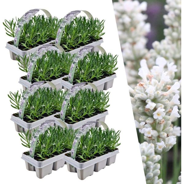 Vera Lavanda Angustifolia Bianca - 48 Piante - Ø7Cm - Altezza Circa 15Cm - Lavanda Perenne A Fiore Bianco - Profumata, Robusta E Facile Da Curare-image