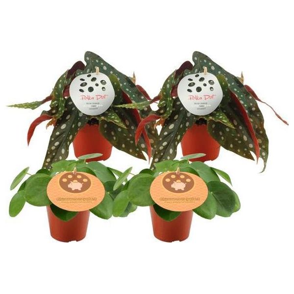 Pilea Peperomioides + Begonia Maculata - 4 Piante D'appartamento - Ø12Cm - ↕20Cm - Piante Verdi Di Tendenza In Un Mix - Piante A Fogliame Decorativo Per Il Soggiorno E L'ufficio - Facile Da Curare-image