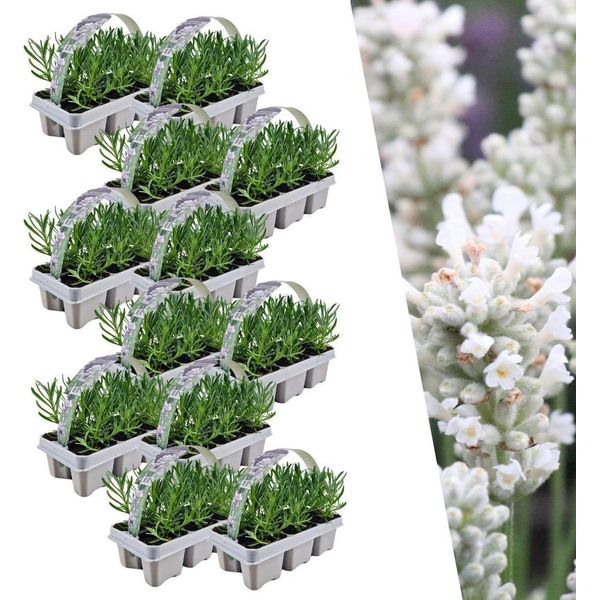 Lavanda Vera Angustifolia Bianca - 72 Piante - Ø7Cm - Altezza Circa 15Cm - Lavanda Perenne A Fiore Bianco - Profumata, Resistente E Facile Da Curare-image