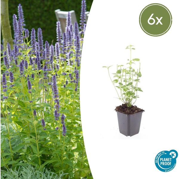 Ortica Asiatica Profumata Agastache 'Black Adder' - 6 Piante - Perenne Con Fiori Viola Scuro - Ø9Cm - Fioritura Dall'estate All'autunno - Amante Delle Api E Facile Da Curare-image