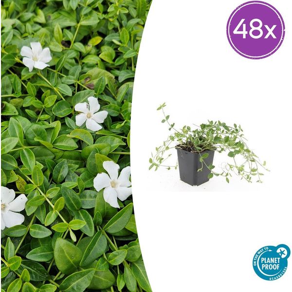 Vinca Minor 'Gertrude Jekyll' - Tappezzante Sempreverde - 48 Piante - Fiori Bianchi - 10-25 Cm - Ø9 Cm-image