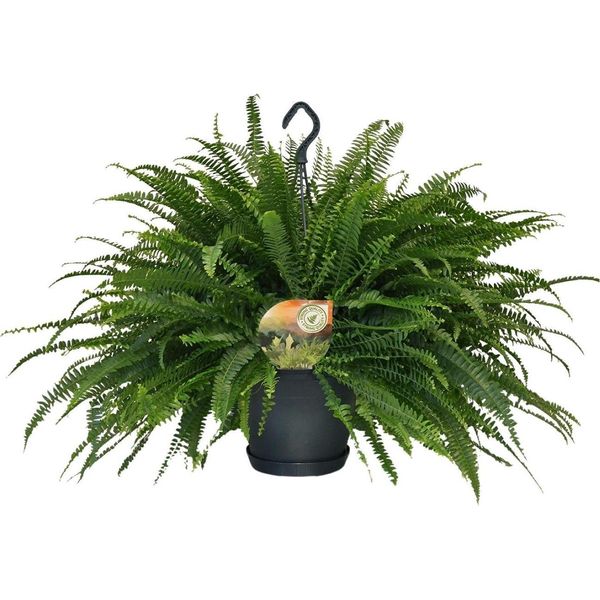Felce Spada - Nephrolepis Green Lady - Pianta Da Appartamento - Ø20 Cm - ↕60 Cm - Felce Di Boston - Facile Da Curare - Purificante Dell'aria-image