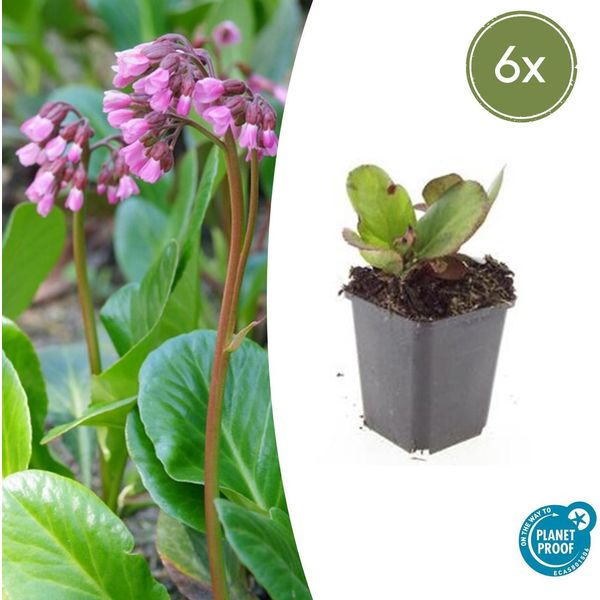 Bergenia - Bergenia Cordifolia 'HerbstblüTe' - ↕10-25Cm - Ø9Cm - 6 Piante - Sempreverde E Resistente-image