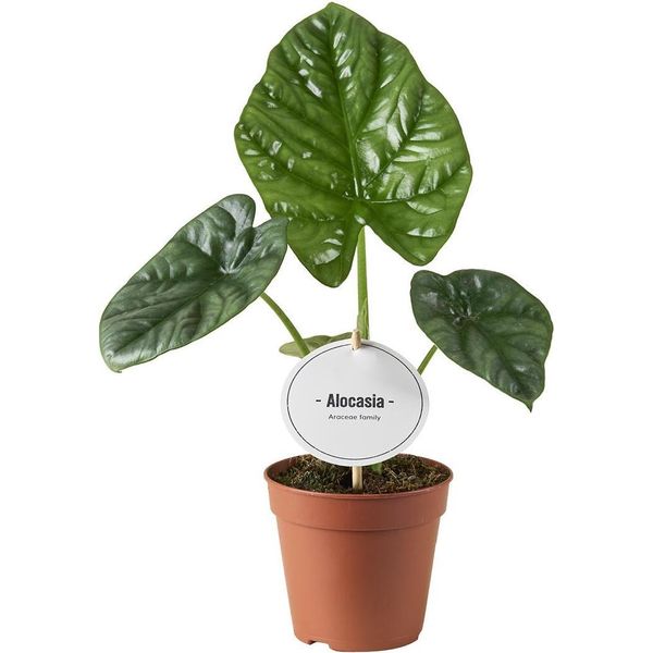 Alocasia Lukiwan A Orecchio Di Elefante - Pianta Da Appartamento - Ø12Cm - Altezza 20Cm - Tropicale E Compatta - Struttura Fogliare Particolare-image