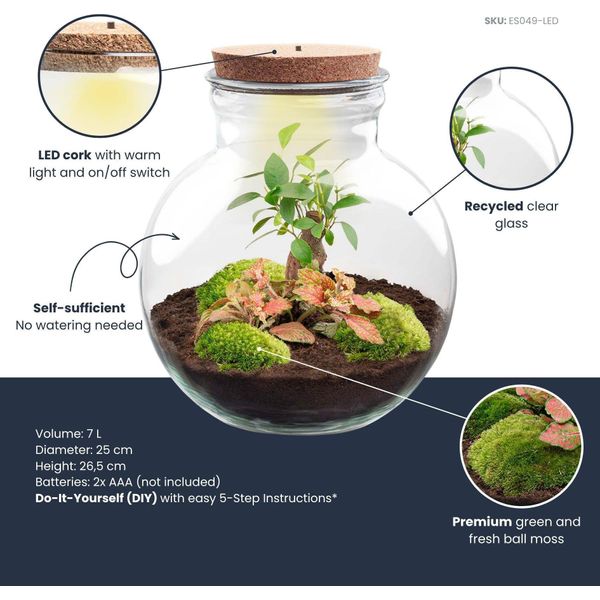 Bonsai In Bottiglia - Ø25Cm ↕26.5Cm - Terrario Vegetale Con Sughero A Led - Kit Fai Da Te Con Bonsai Di Ficus Ginseng, Fittonia E Muschio - Mini Ecosistema Autosufficiente Per Casa O Ufficio-image