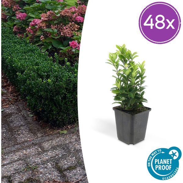 Euonymus Japonicus 'Green Spire' - Arbusto Da Siepe Sempreverde - 48 Piante - ↕10-25Cm - Ø9Cm - Sostituto Compatto Del Bosso - Facile Da Curare E Tollera La Potatura - Per Siepi, Aiuole E Piante Solitarie-image