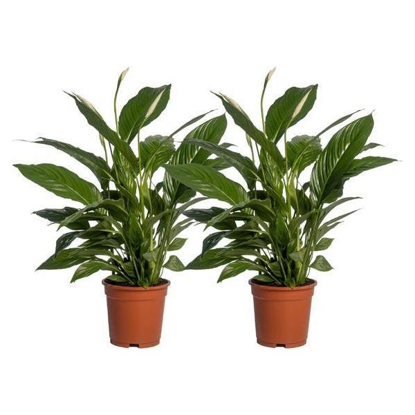 Spathiphyllum Vivaldi - Giglio Della Pace - Pianta D'appartamento - Ø17Cm - Altezza Circa 70Cm - 2 Piante - Eleganti Foglie Verdi E Fiori Bianchi - Purificante Dell'aria E Facile Da Curare-image