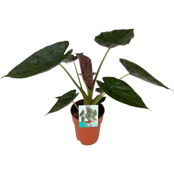 Alocasia Wentii - Orecchio Di Elefante Gigante - Pianta Da Appartamento - Ø19 Cm - Altezza Circa 85 Cm - Pianta Della Giungla Tropicale Con Grandi Foglie A Forma Di Cuore - Purificante Dell'aria E Decorativa-image