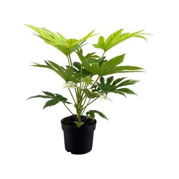Aralia Da Interno Fatsia Japonica Spider Web - Pianta Da Appartamento - Ø17Cm - Altezza Circa 50Cm - Fogliame Esotico E Decorativo-image