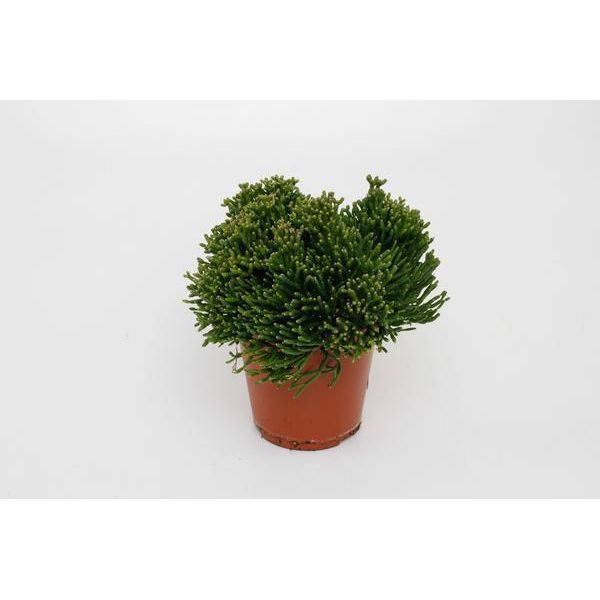 Cactus A Giunco - Hatiora Salicornioides - Ø12Cm - Altezza Circa 15Cm - Pianta D'appartamento Esotica Dalla Struttura Bizzarra - Facile Da Curare E Decorativa - Per Ambienti Luminosi E Spazi Moderni-image