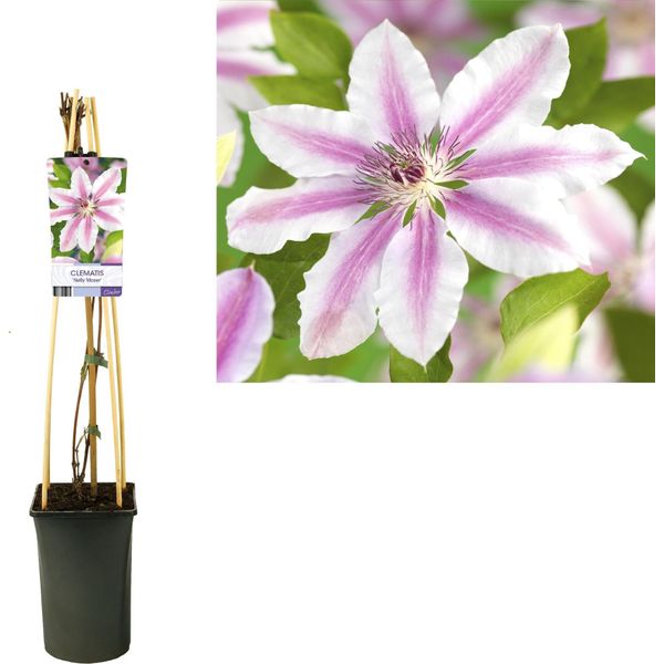 Clematis 'Nelly Moser' - Pianta Rampicante Con Fiori Rosa Bicolore E Striscia Centrale Viola - Perenne E Resistente Fino A -20°C - Ideale Per Giardini, Pergole E Sostegni Rampicanti - Etichetta Leggera-image