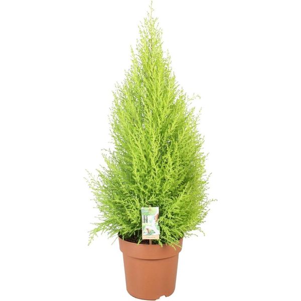 Cupressus Goldcrest 'Wilma' - Cedro - Pianta Da Appartamento E Da Giardino - Vaso Da 21 Cm - Altezza 90 Cm Circa - Sempreverde Facile Da Curare Con Profumo Di Limone - Per Interni Ed Esterni Protetti-image